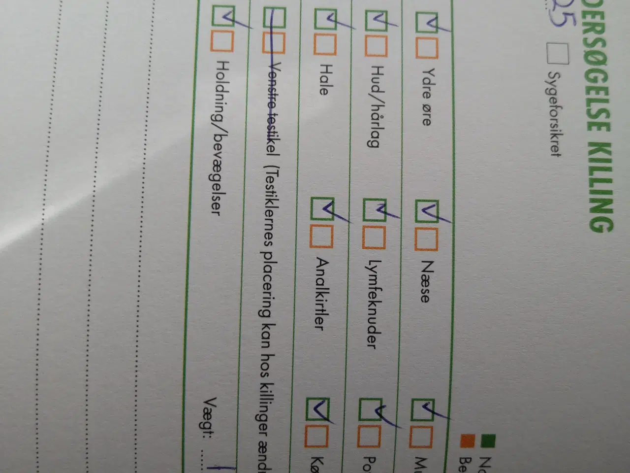 Billede 4 - Vaccineret hun killing med sundhedsbog og tilbehør