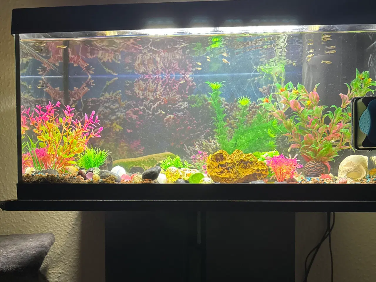 Billede 1 - Akvarium med fisk rejer og tilbehør