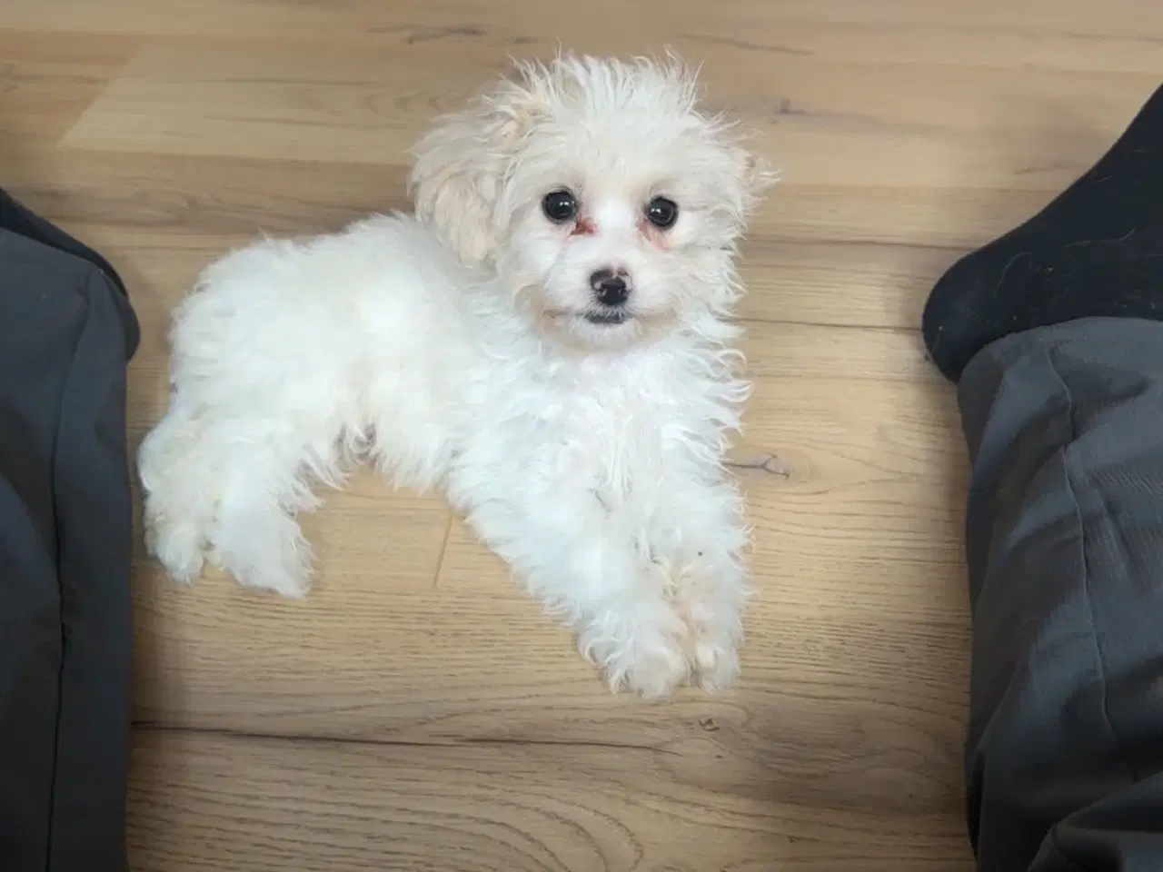 Billede 1 - Sød og energisk peekapoo
