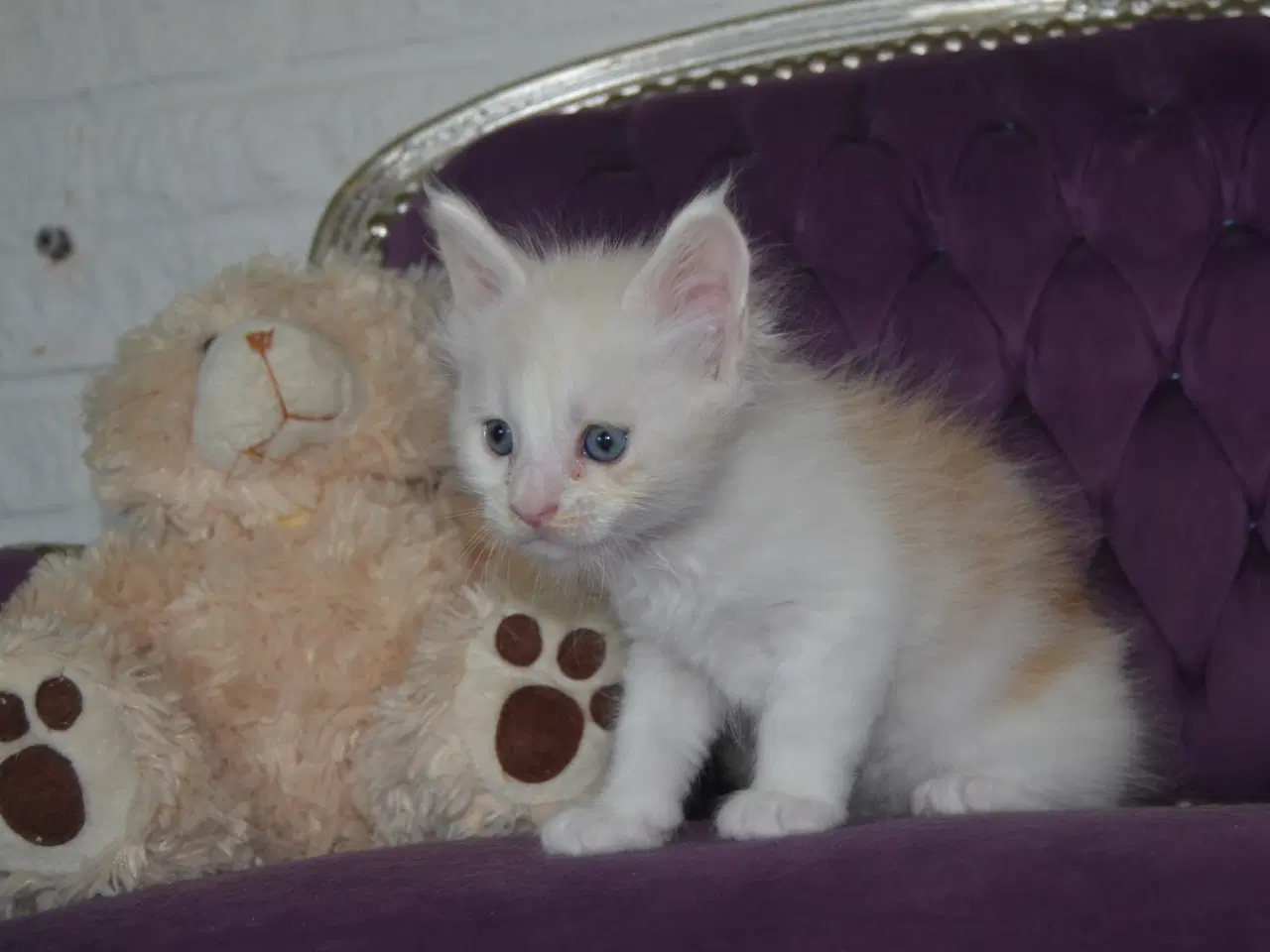 Billede 4 - Maine coon killinger m Stamtavle
