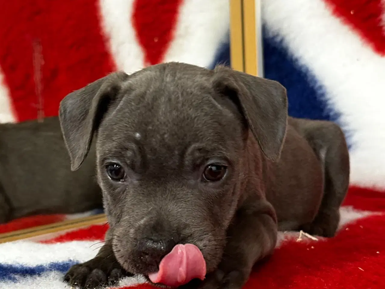 Billede 6 - Søde staffordshire Bull terrier hvalpe🩷🩵