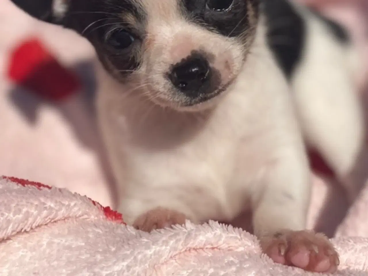 Billede 3 - Små, Superskønne pomchi hvalpe sælges