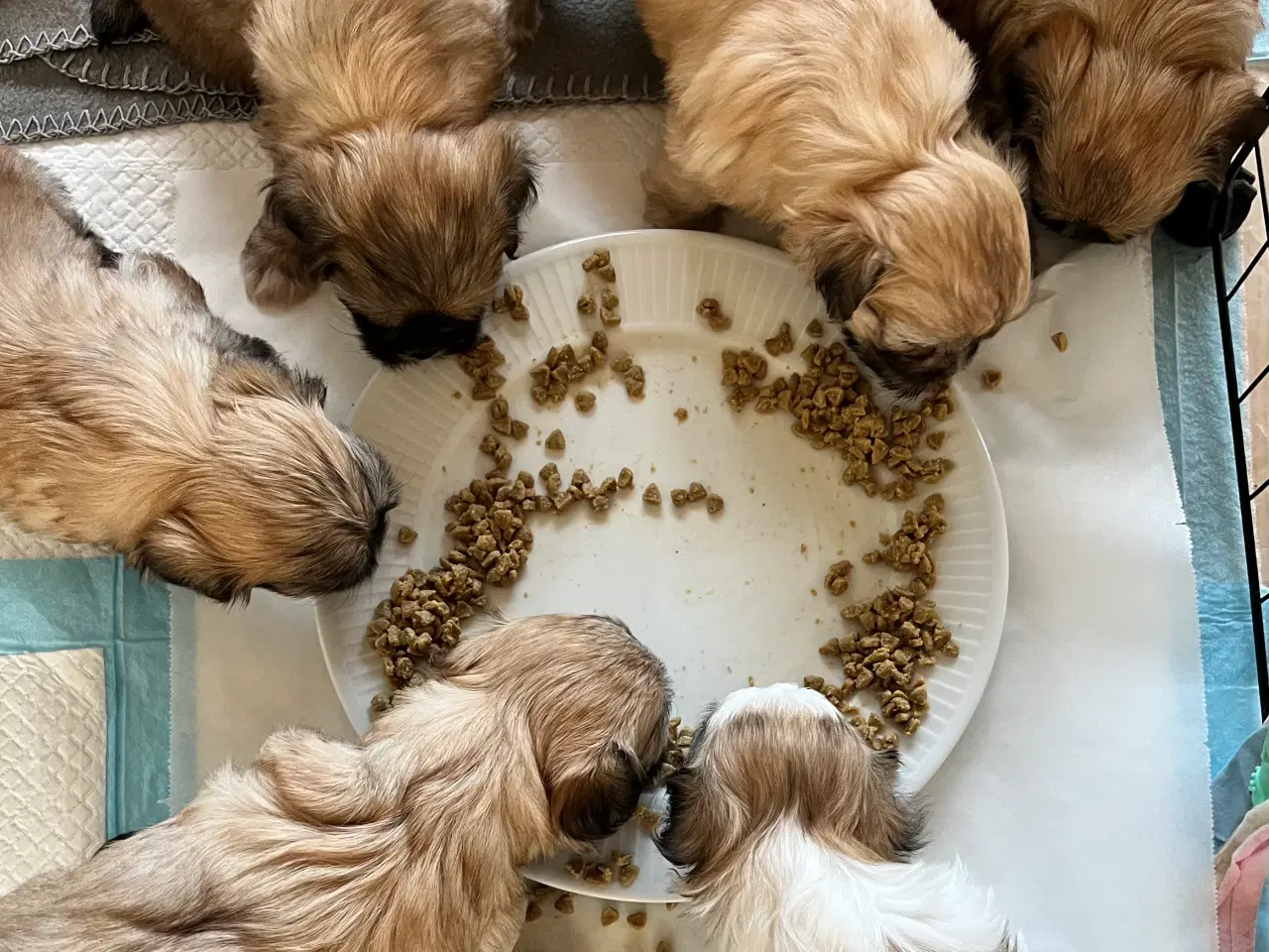 Billede 3 - Hundehvalpe