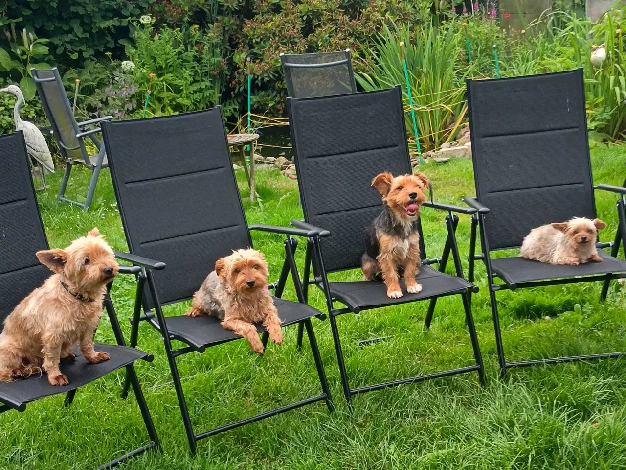 Billede 12 - Yorkshire Terrier hvalpe 