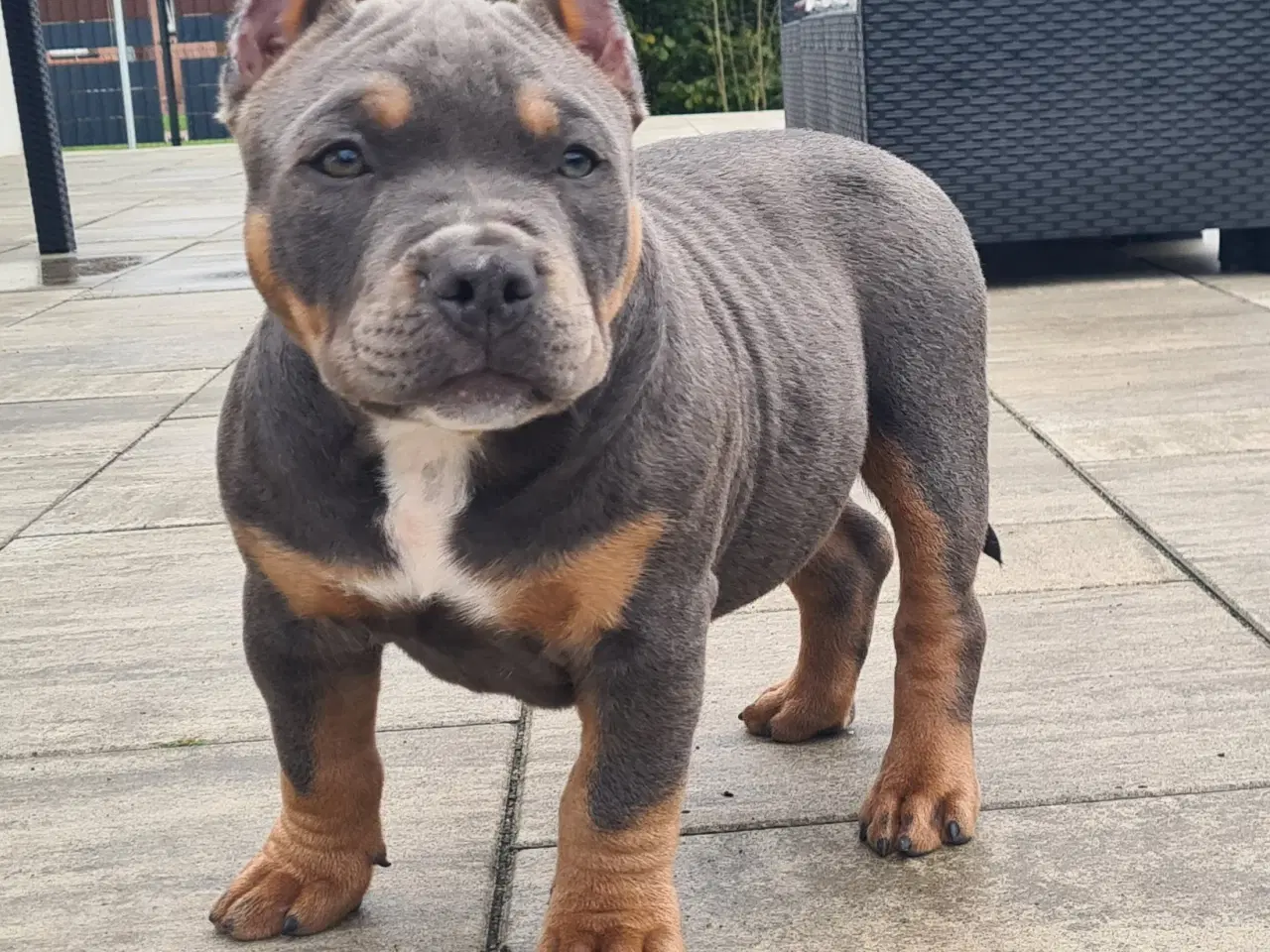 Billede 1 - American Bully Dreng blutricolor