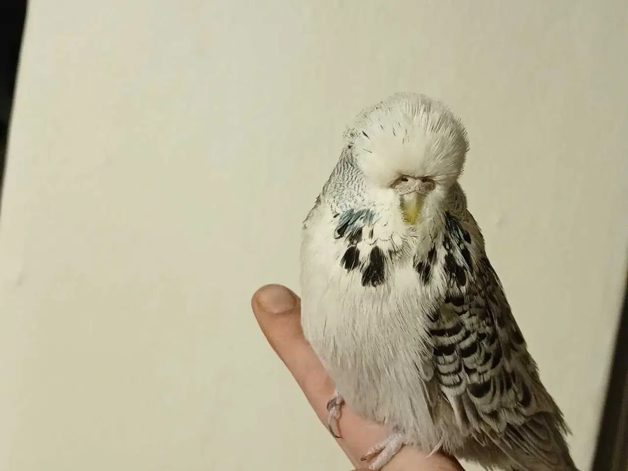 Billede 9 - Engelske undulater hun