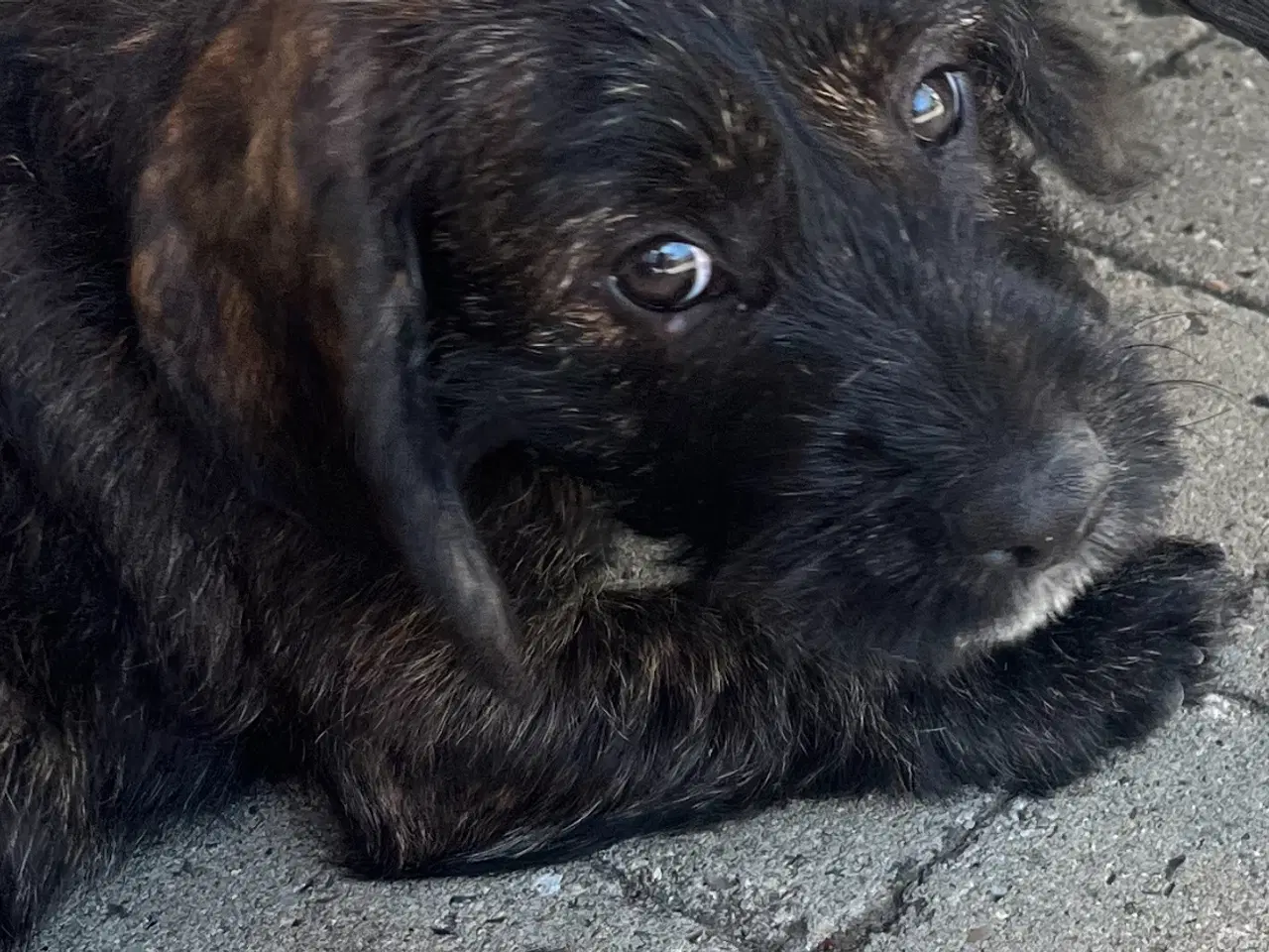 Billede 7 -  Stueopdræt  Blandings hundehvalpe 