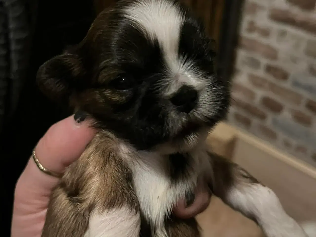 Billede 2 - Shih Tzu hvalpe 