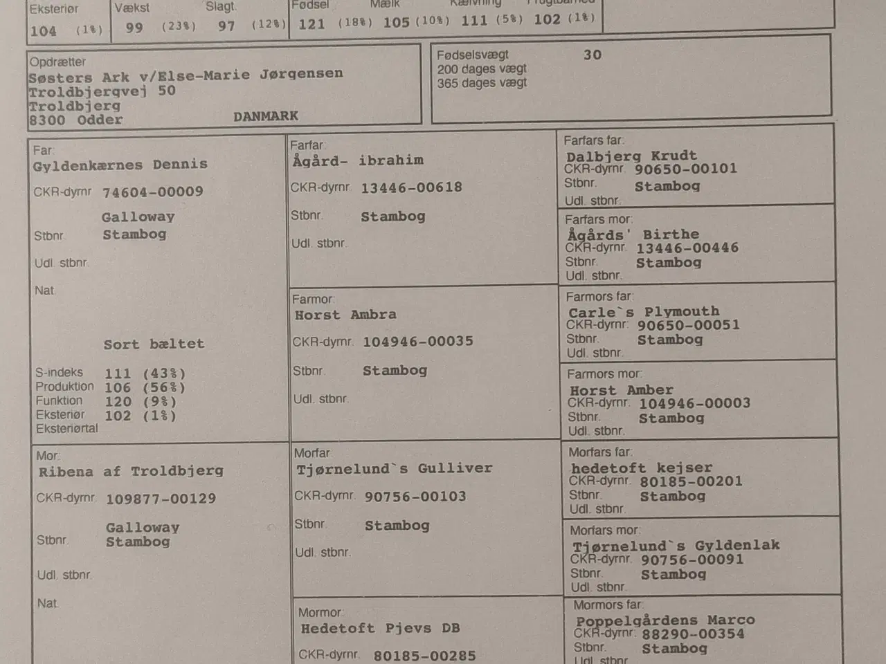 Billede 3 - Galloway tyrekalv med Stamtavle 