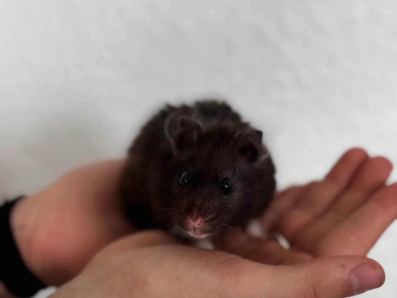 Billede 1 - Håndvandt kærlig guldhamster (Med alt tilbehør)