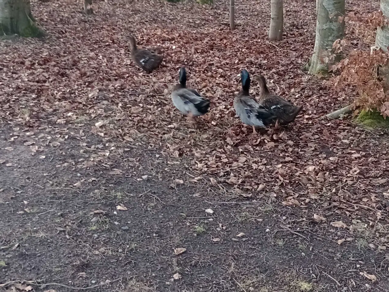 Billede 1 - Rouen ænder