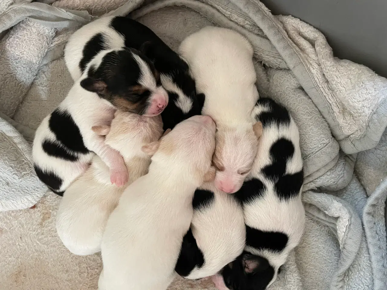 Billede 11 - Dansksvensk gårdhunde hvalpe 