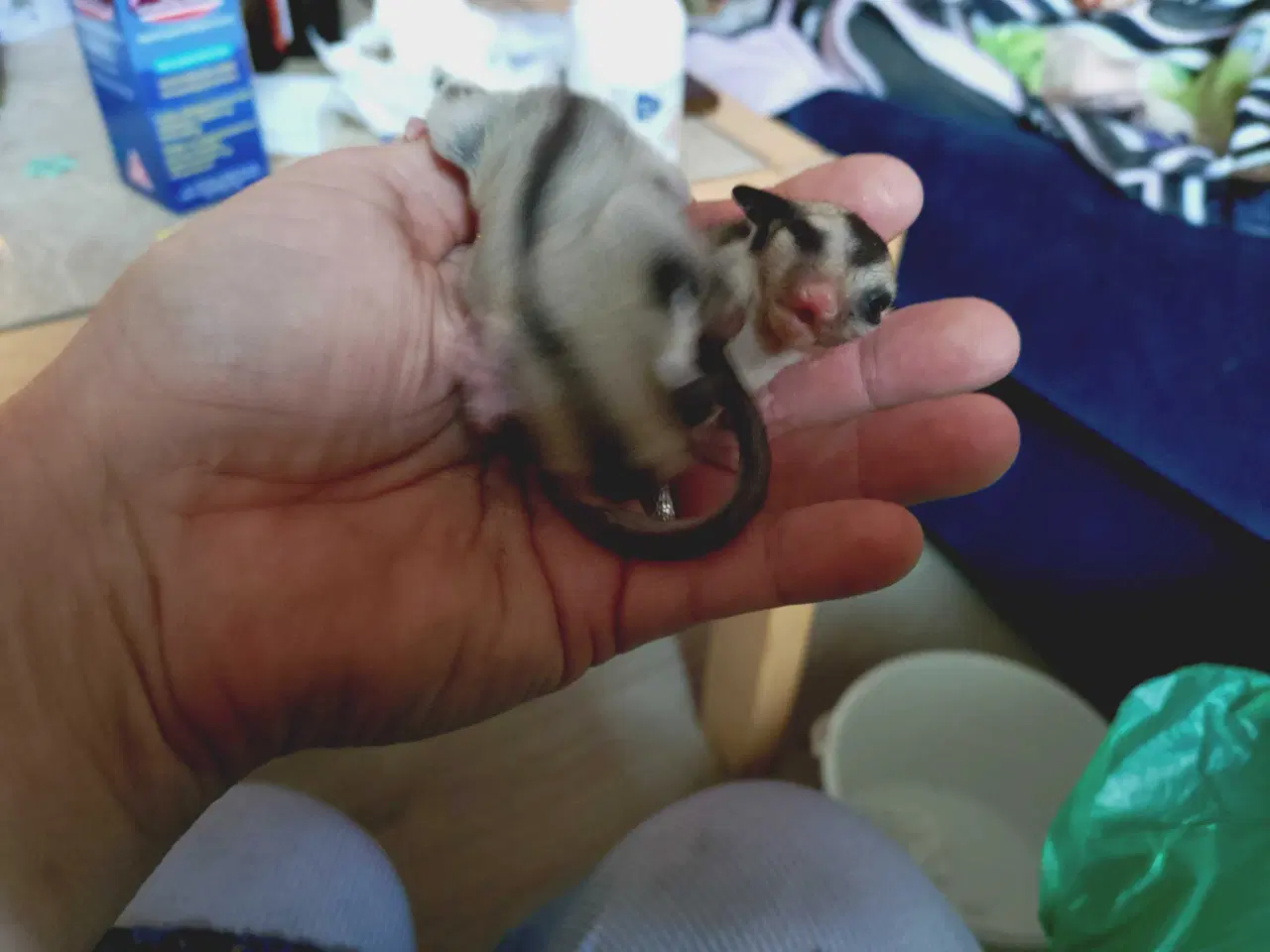 Billede 2 - Sugar glider unger to drenge