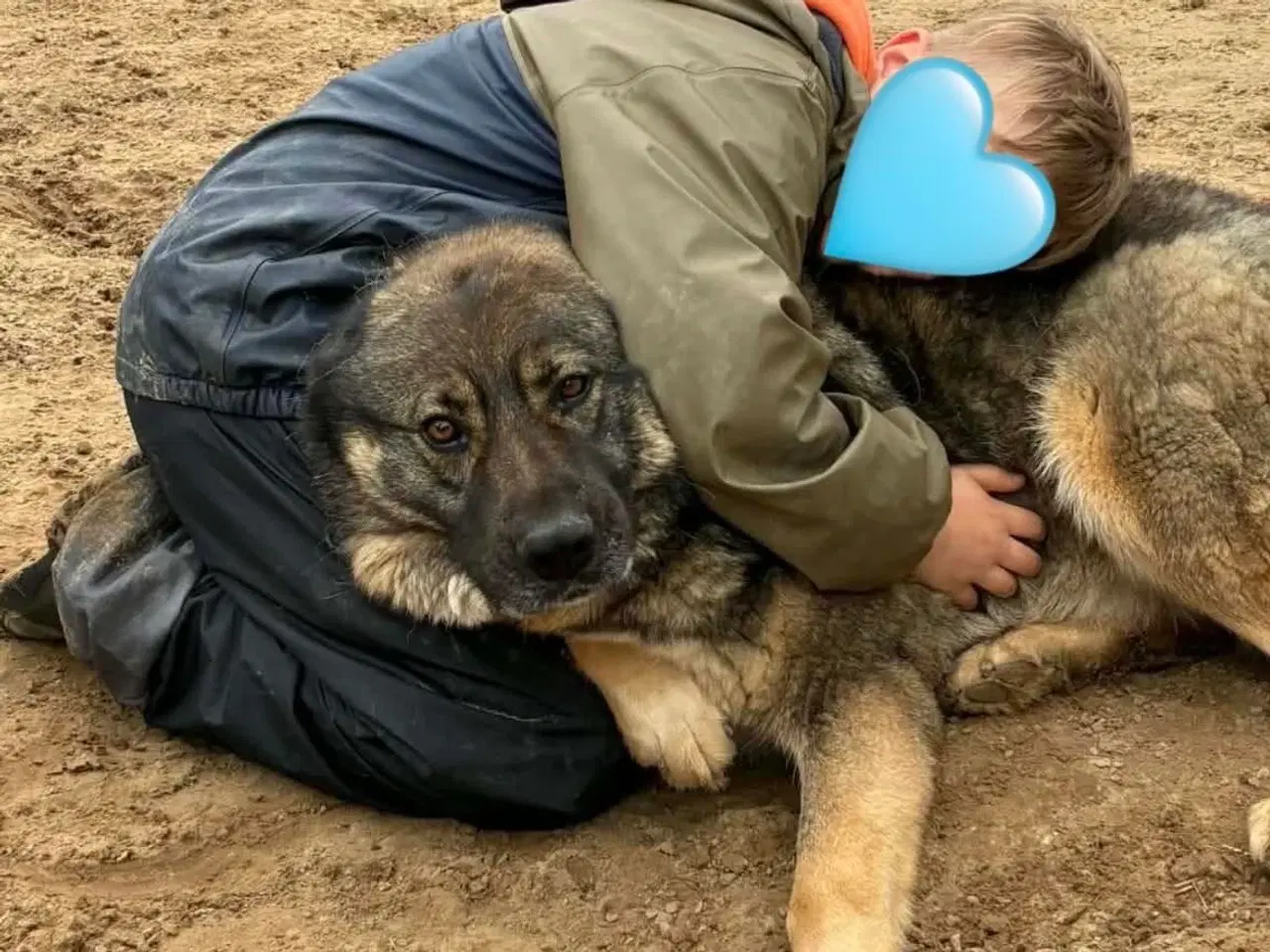 Billede 4 - Skøn bamse søger familie! 🤎