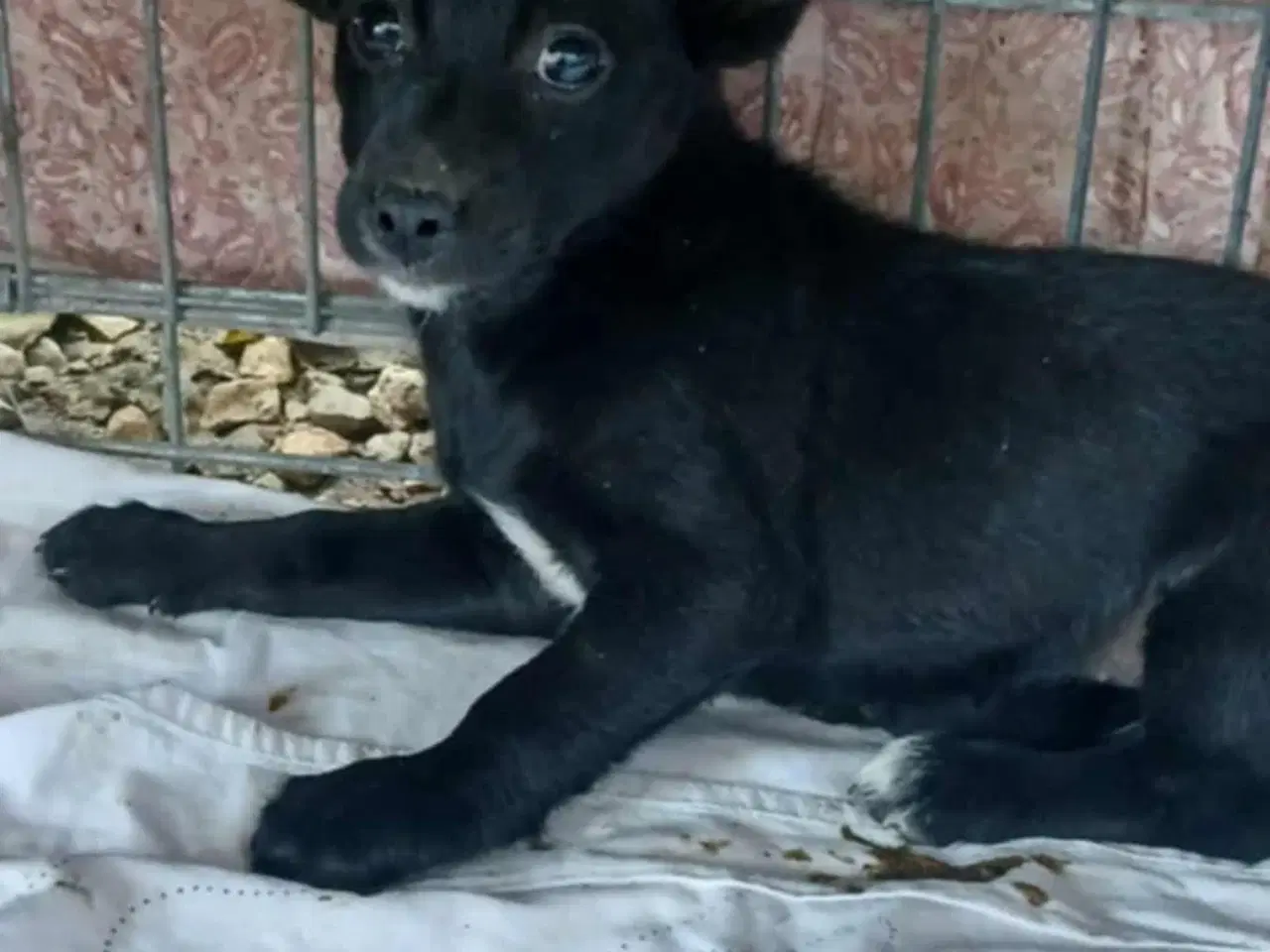 Billede 5 - Smukkeste Chica søger sit eget hjem