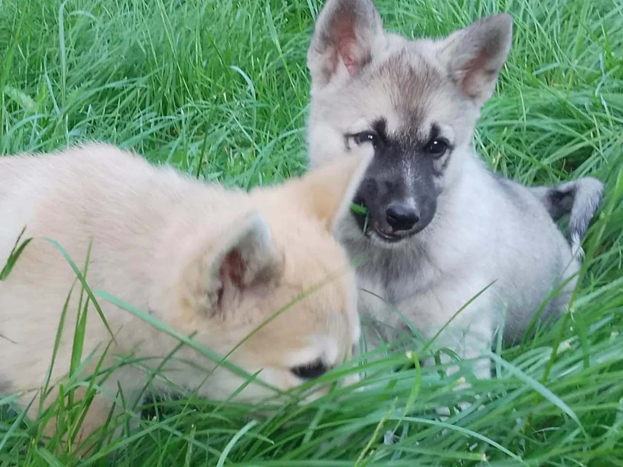 Billede 5 - Husky blandinger 