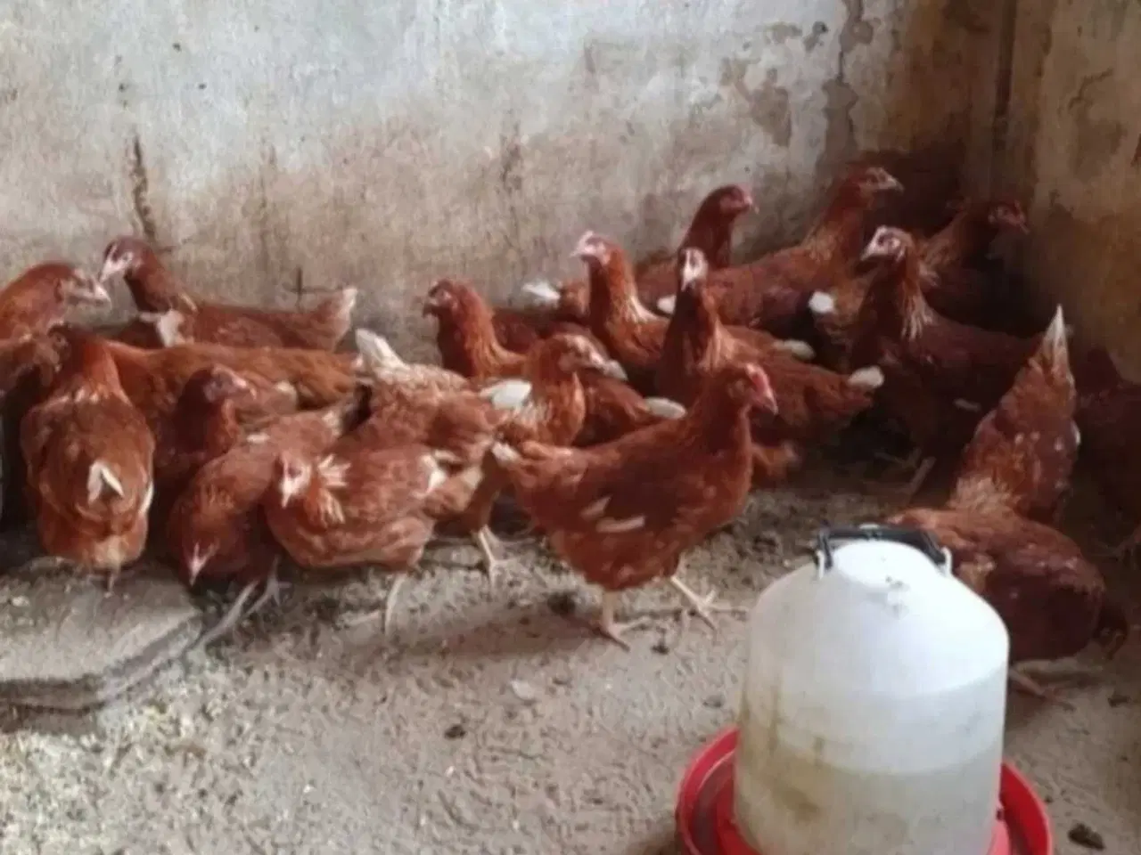 Billede 1 - Havehøns 