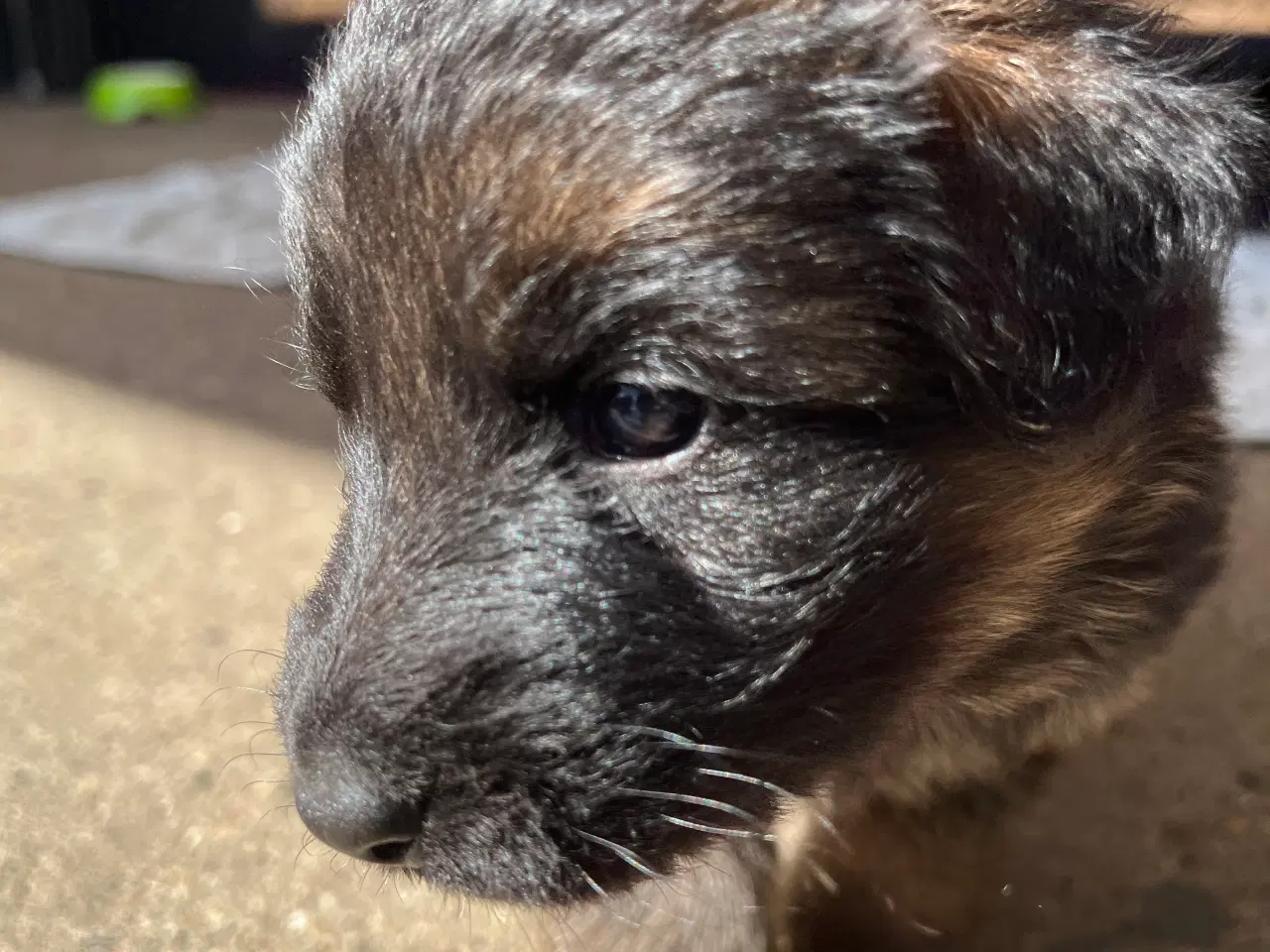 Billede 5 - 5 uger gamle ægte langhåret schæferhvalpe sælges, 