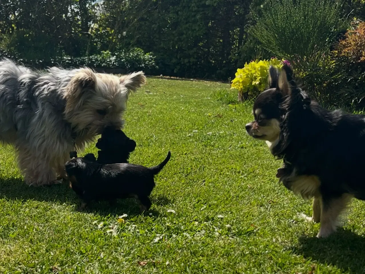 Billede 7 - Yorkshire terrier/Chihuahua