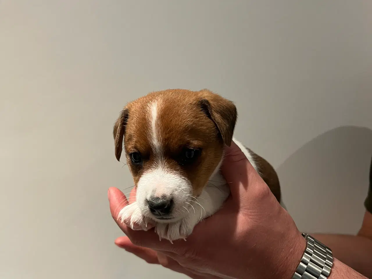 Billede 11 - Jack Russel Hvalpen