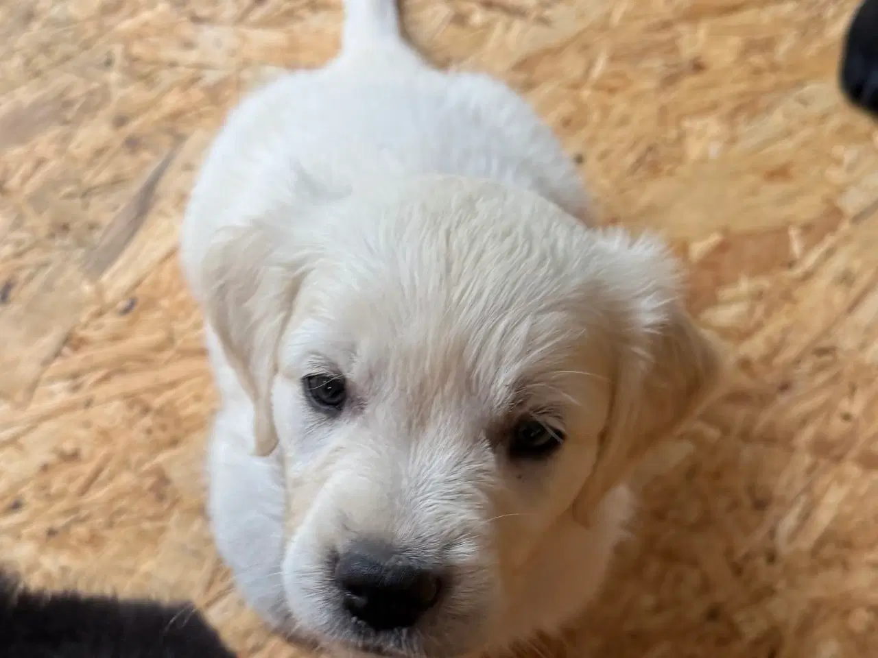 Billede 3 - Gold Retriever blandinger