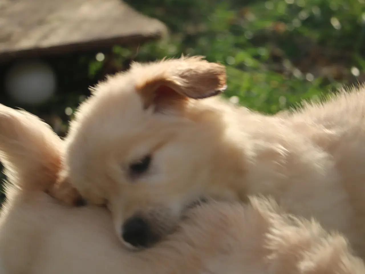 Billede 12 - Verdens smukkeste Golden Retriever er nu til salg!