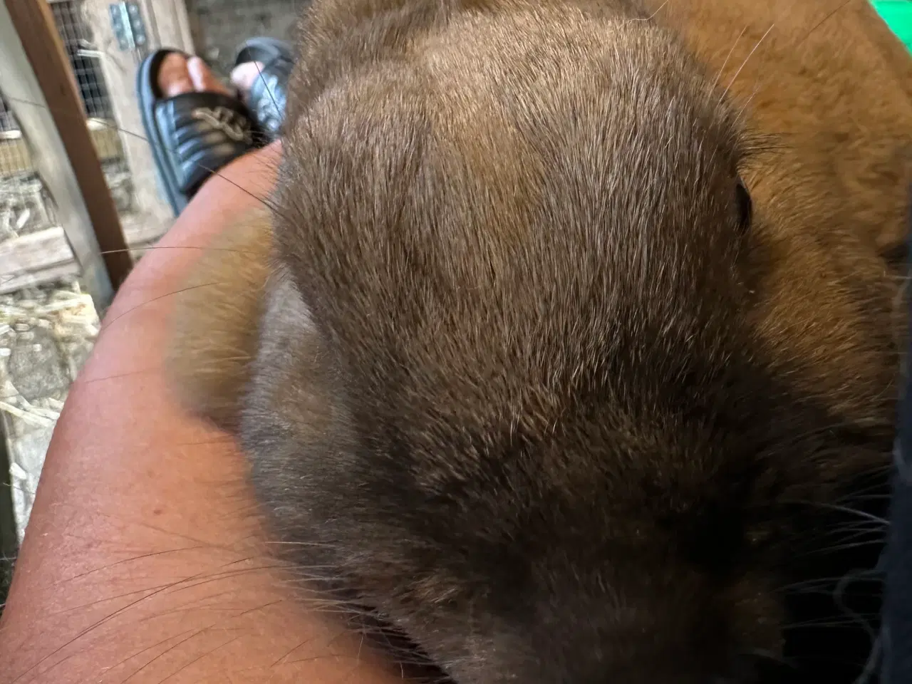 Billede 6 - Kælen og tam hun kanin