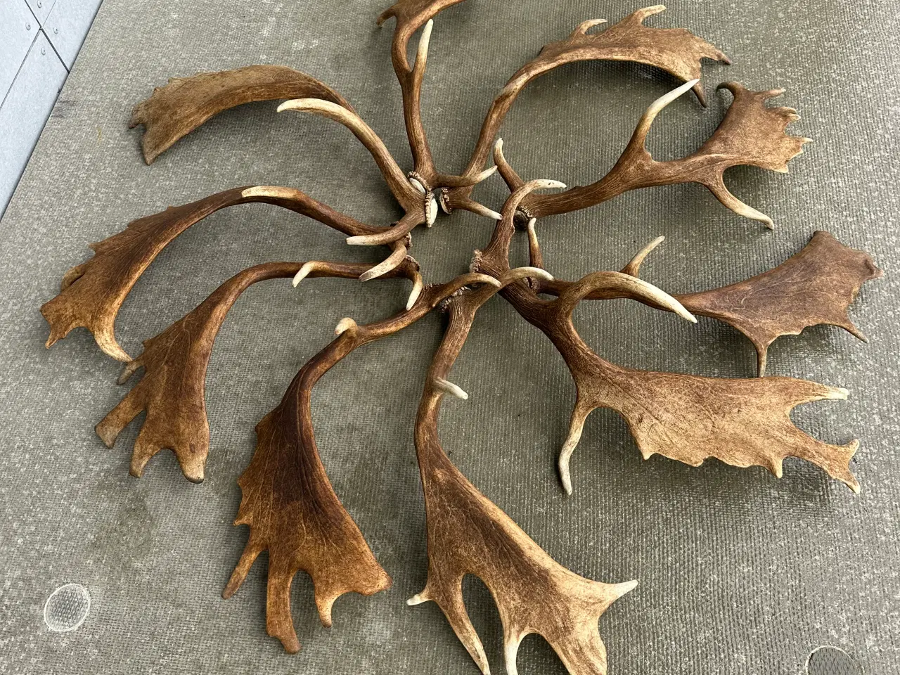 Billede 1 - Flotte kastestænger fra dåhjort sælges