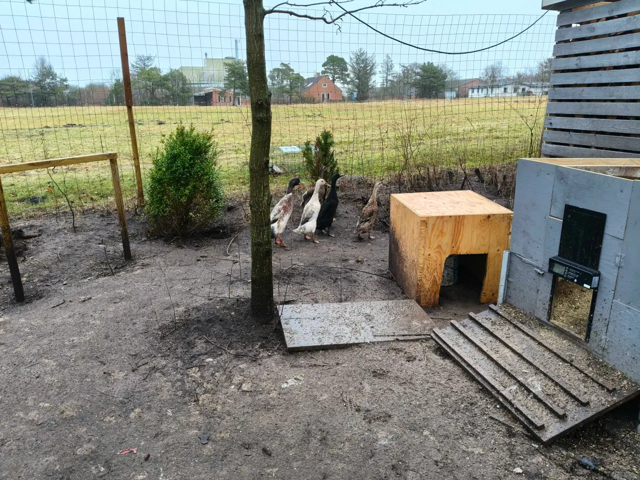 Billede 1 - Løbeænder til salg 