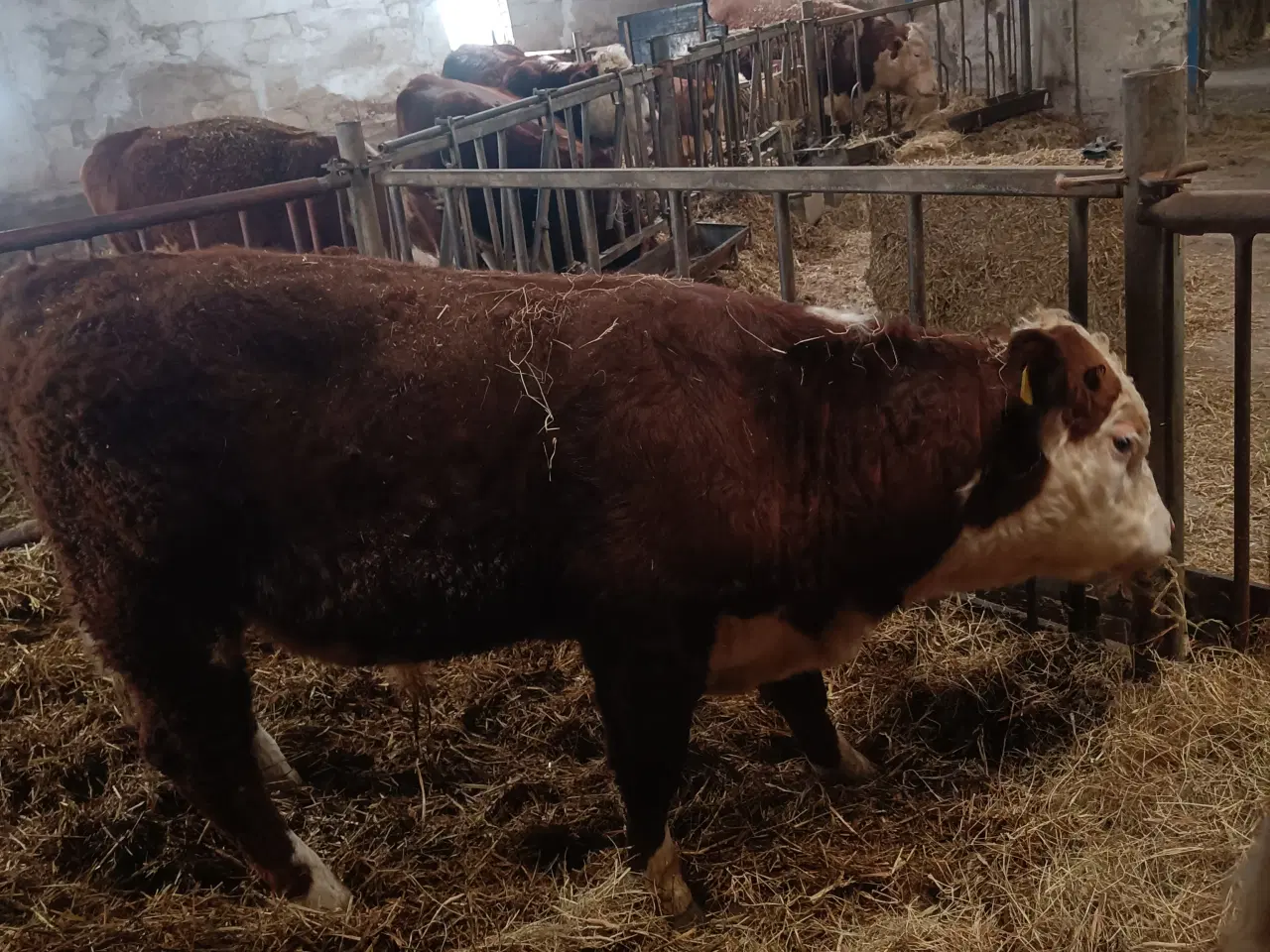 Billede 3 - Hereford tyr 