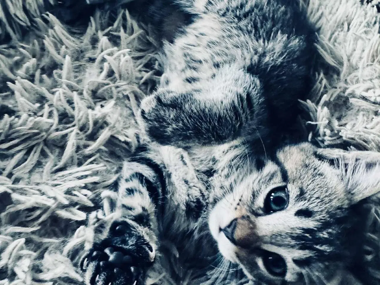 Billede 4 - Maine coon  