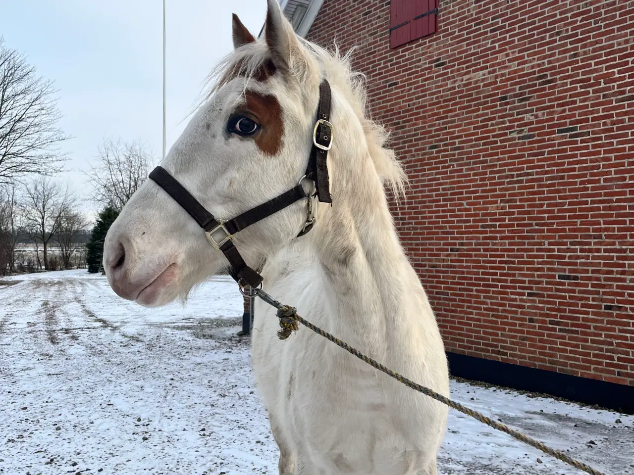 Billede 8 - Western hest, vallak, Pinewood Rain