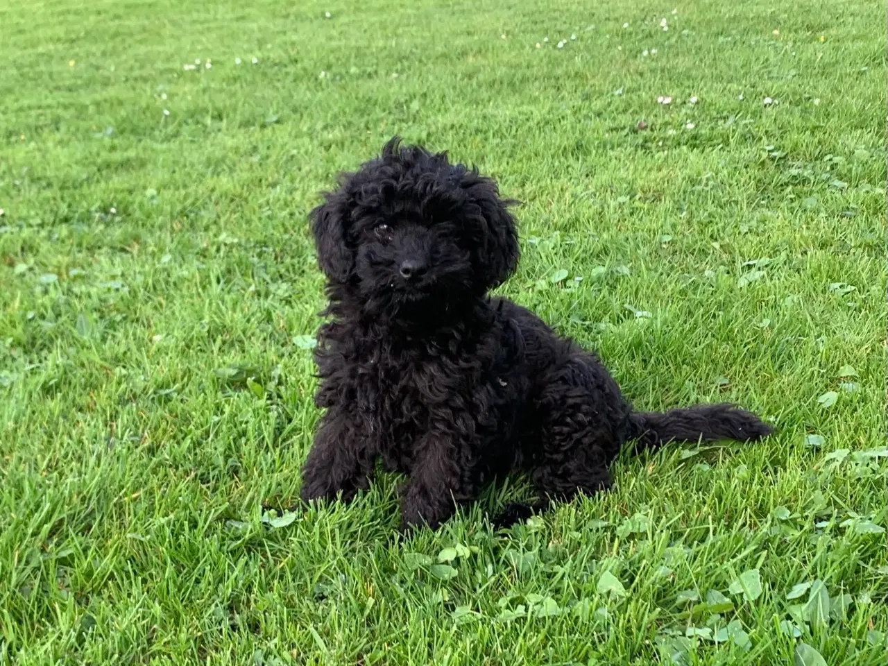 Billede 9 - Mini Maltipoo babyer 