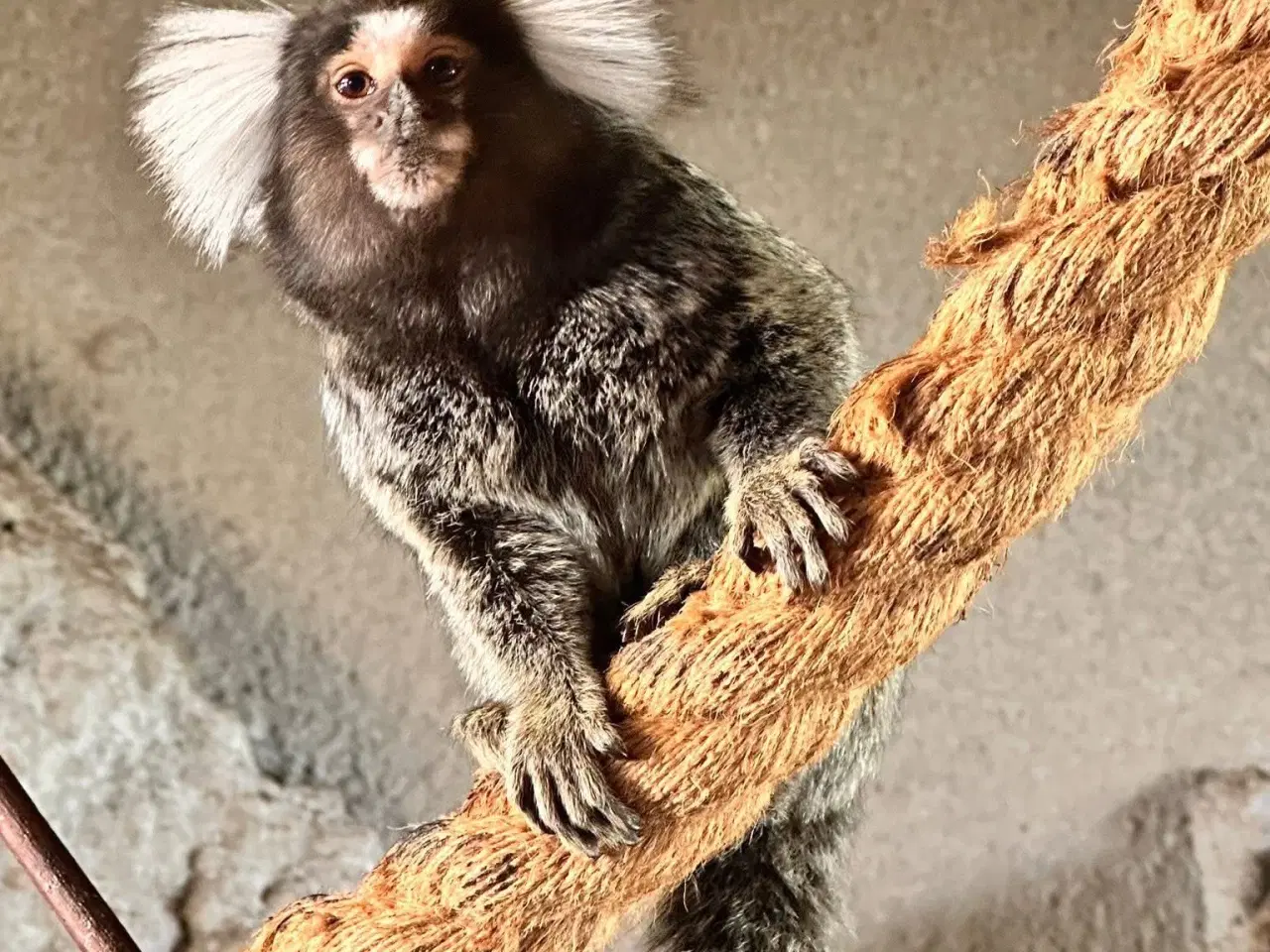 Billede 1 - 1.1 hvidøret silkeaber 