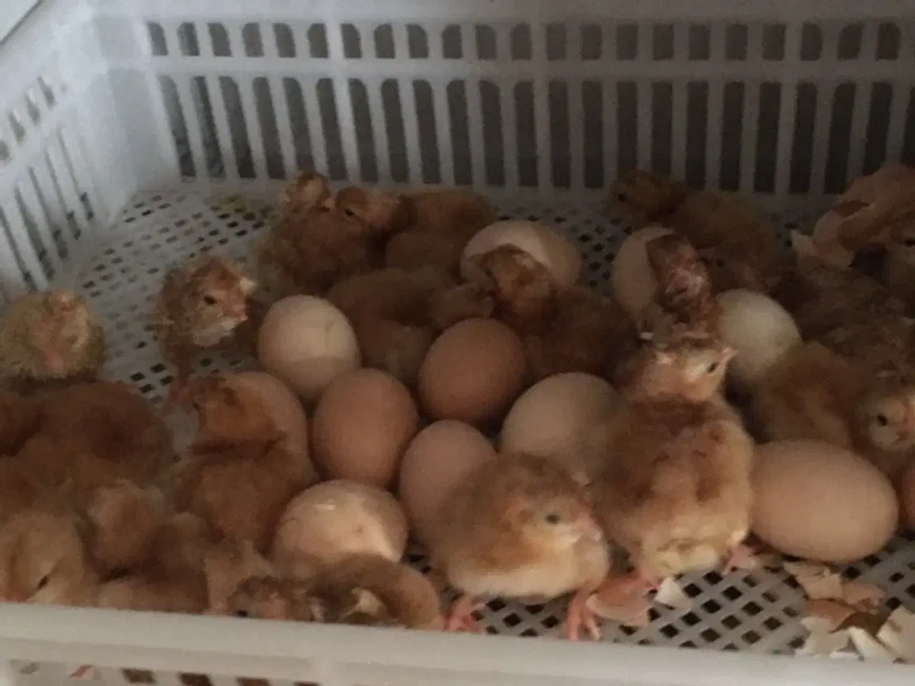 Billede 3 - Bielefelder rugeæg sælges stor race.