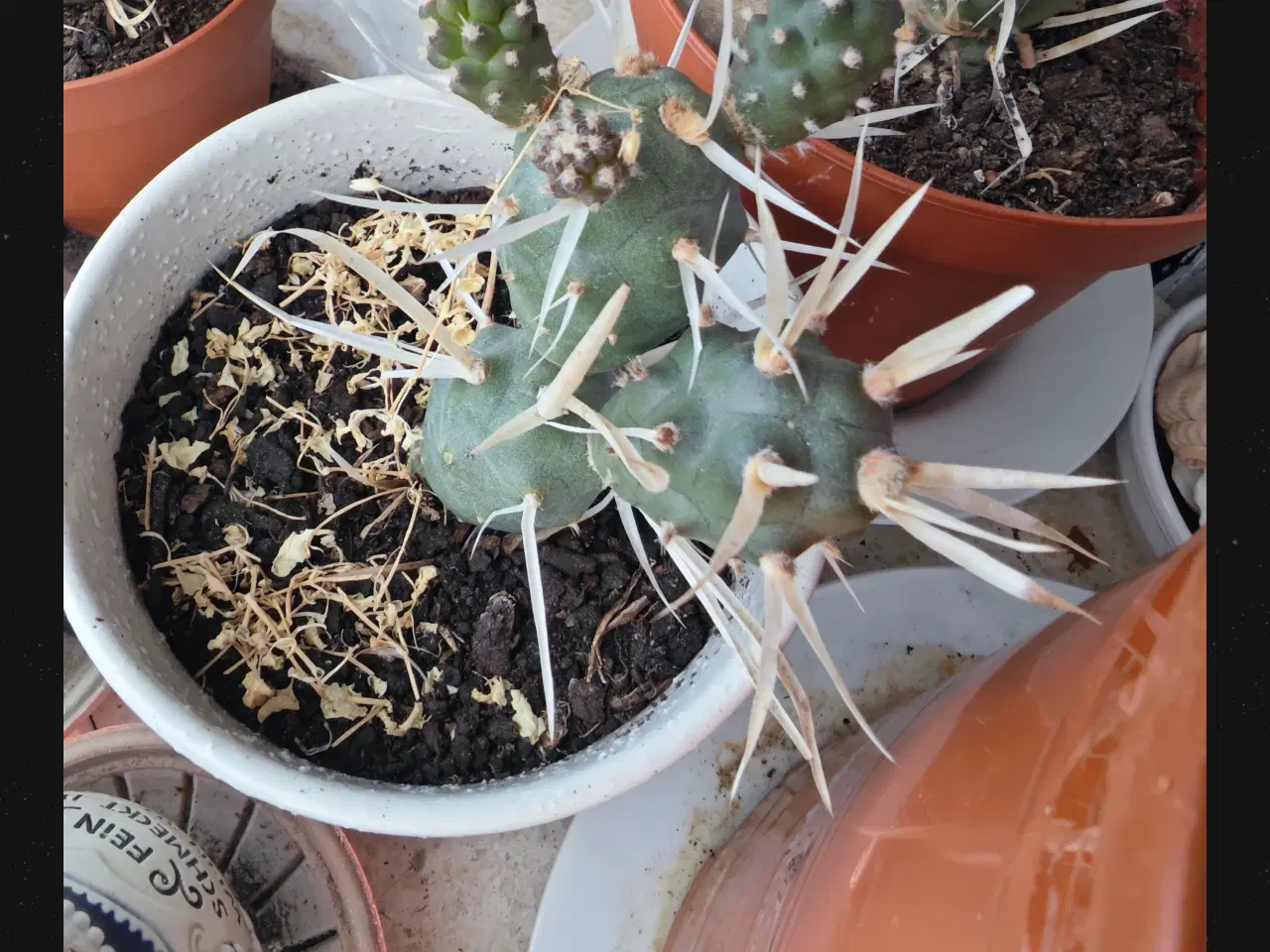 Billede 1 - Sukkulenter og Kaktusser (hjemmeprojekt)