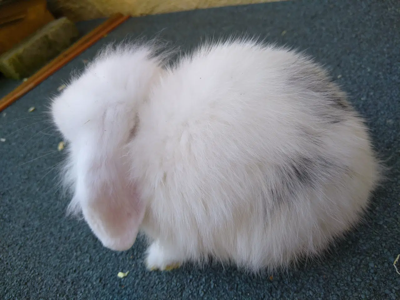 Billede 3 - Mini Lop han unge