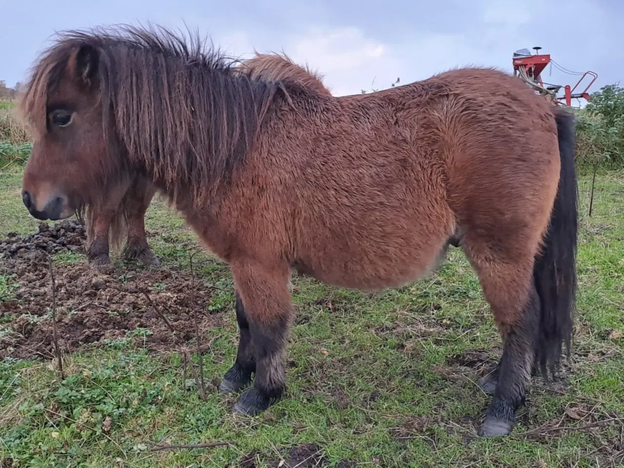 Billede 2 - Sød shetlænder hingst plag 