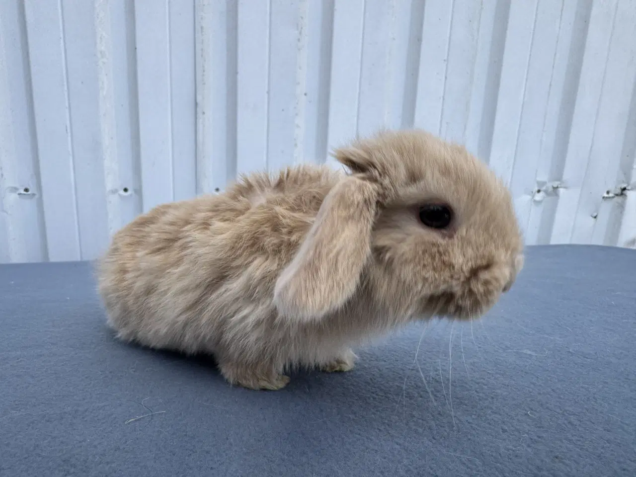 Billede 5 - Dværgvædder/Mini lop hankanin