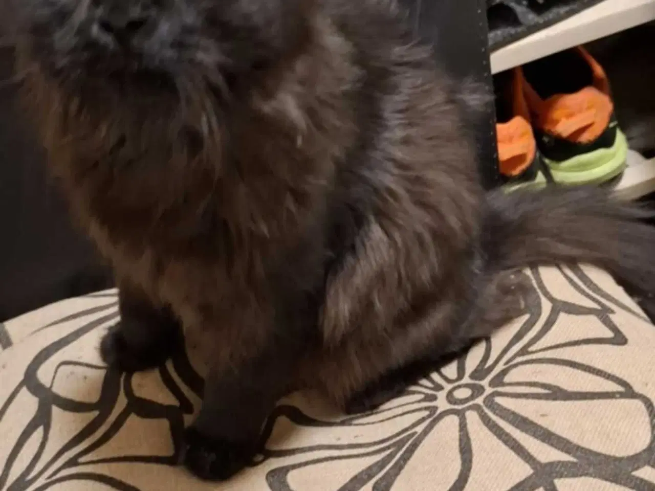 Billede 4 - Norsk skovkat sælges