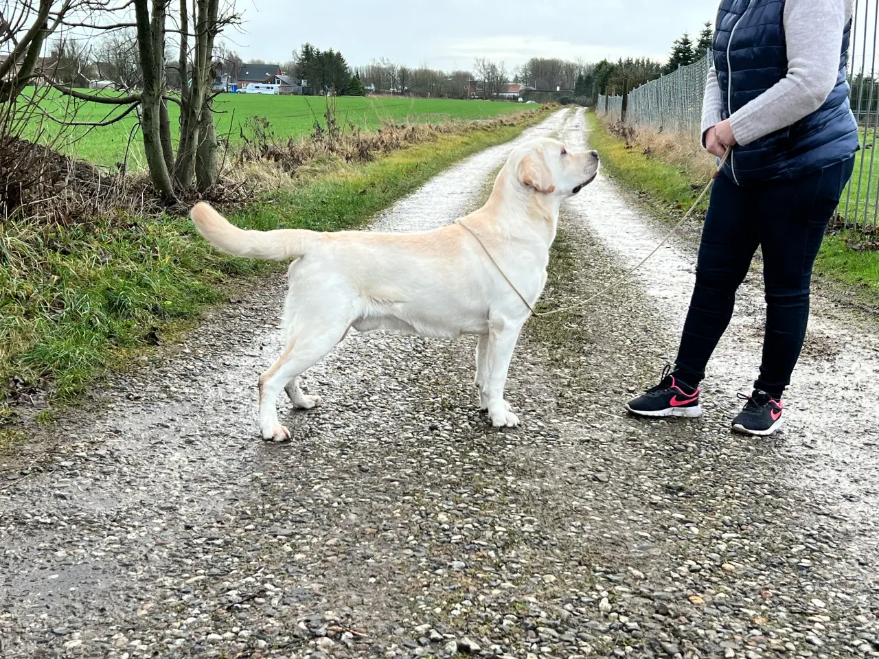 Billede 3 - Skøn Labrador han sælges