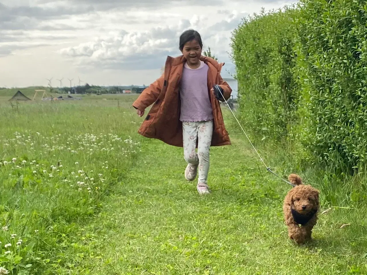Billede 10 -  1 smuk mini Goldendoodle tilbage, doodle hvalpe