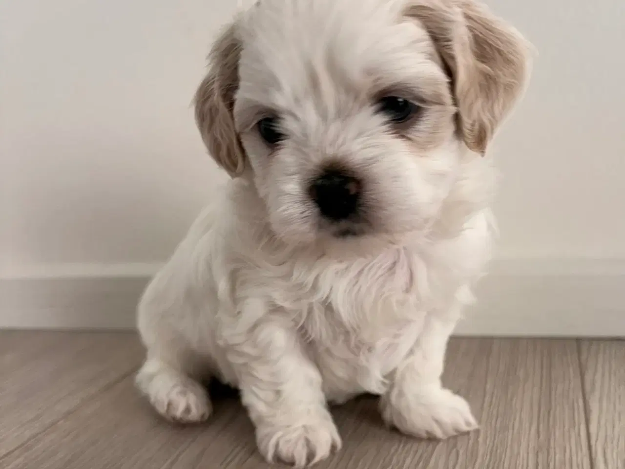Billede 3 - Havashu-hvalp (Bichon Havanais og Shih Tzu)