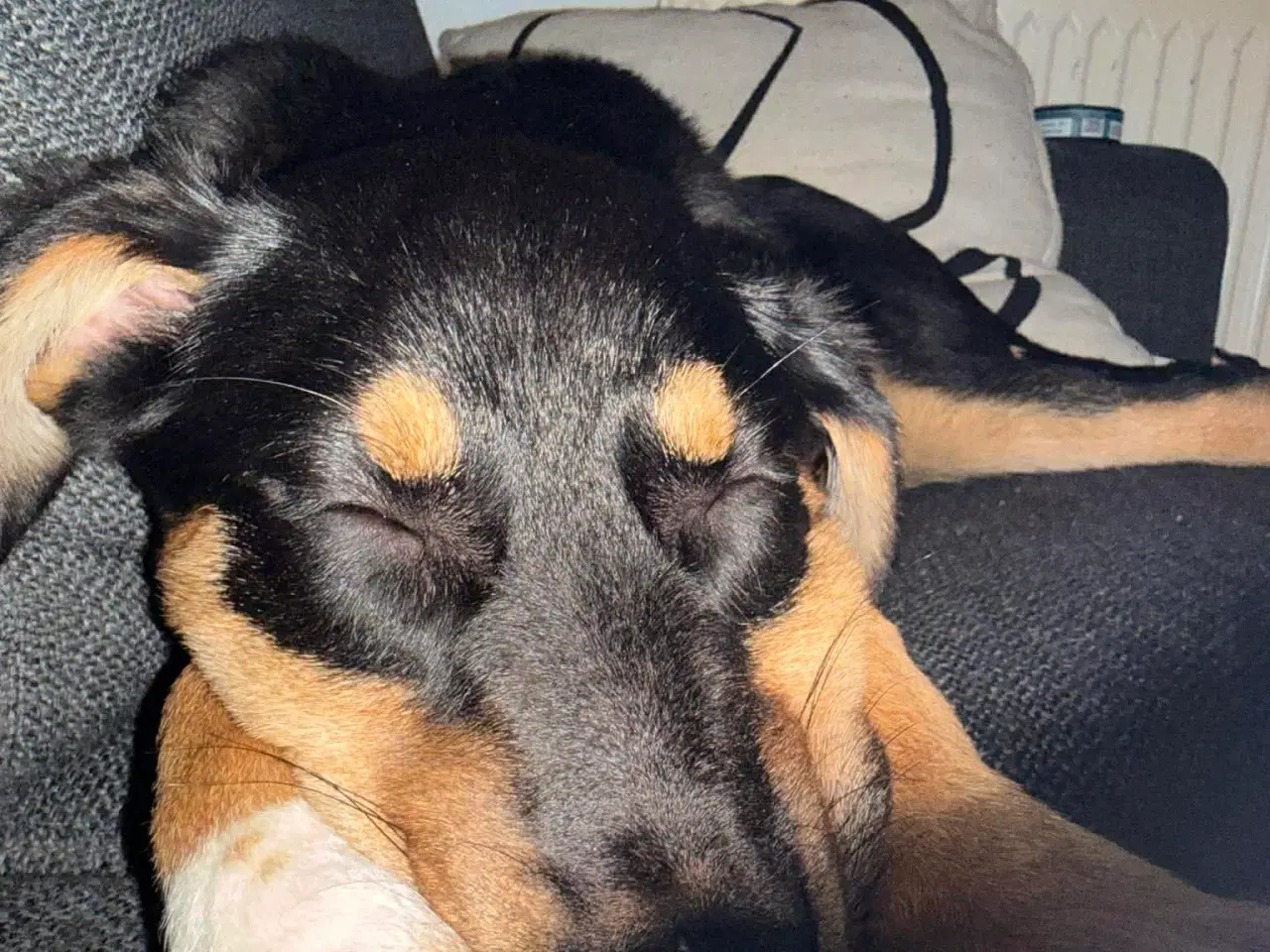 Billede 3 - Smukke Kenai søger nyt hjem 💙
