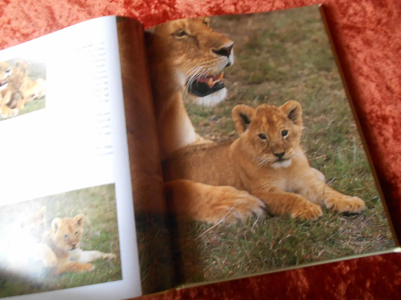 Billede 4 - Simba - børnenes bog om vilde dyr i Afrika, 