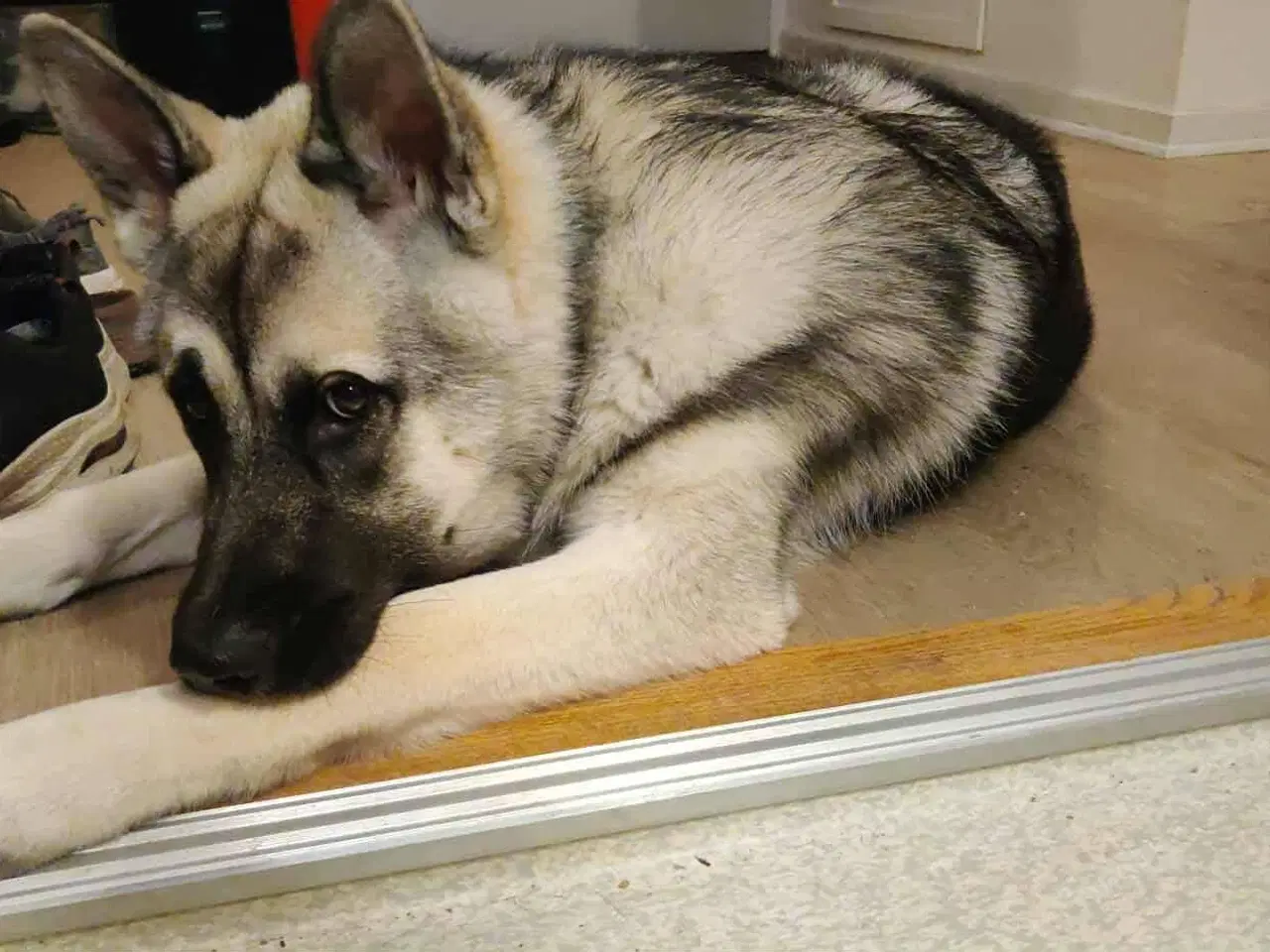 Billede 6 - Hund søger ny hjem 