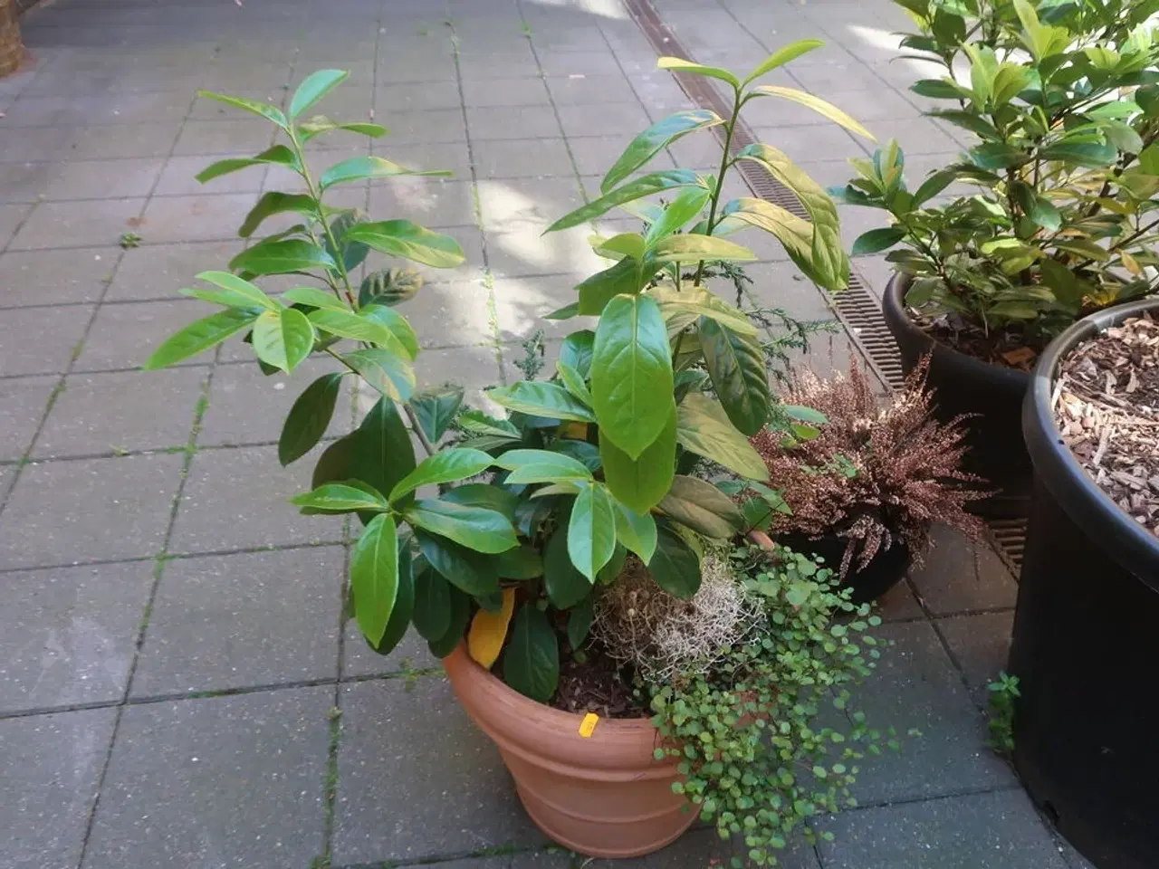 Billede 2 - Plante