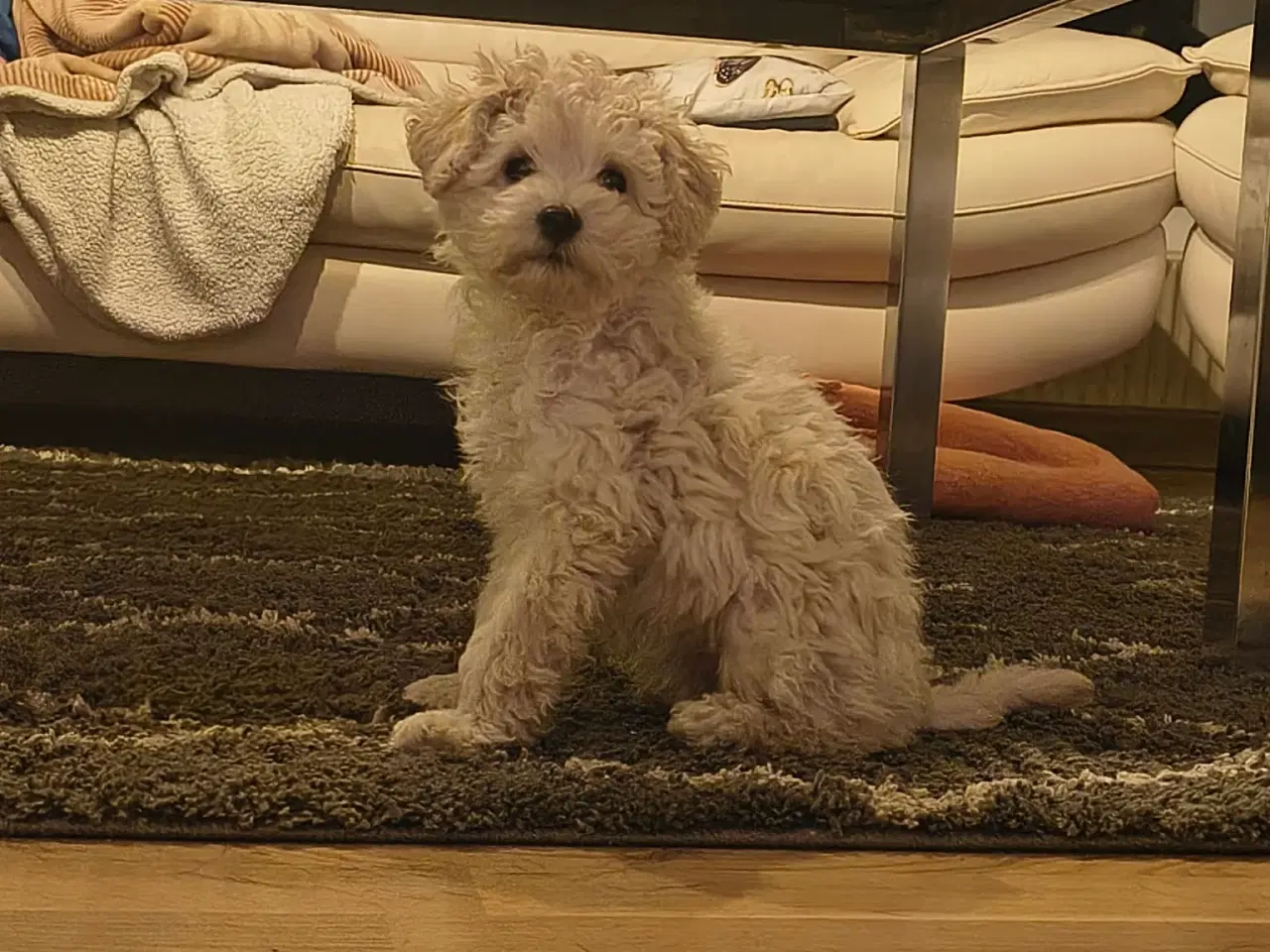 Billede 1 - En mellem puddel pige 🩷