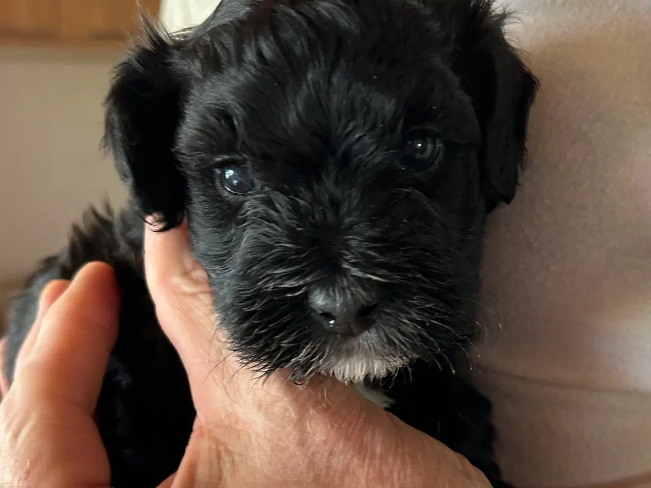 Billede 5 - Bichon Havanais hvalpe