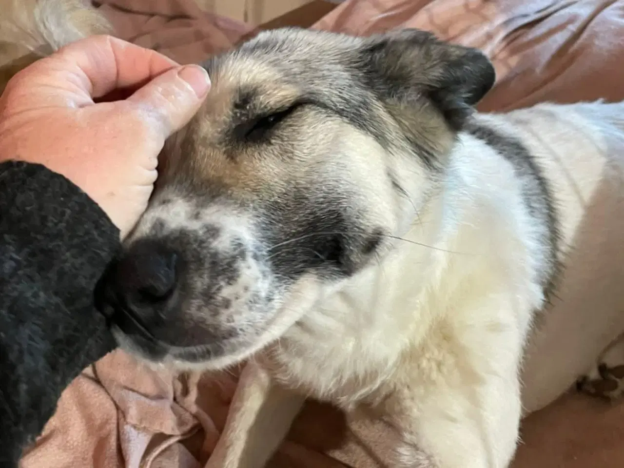 Billede 6 - Søde Raina søger sin helt egen familie